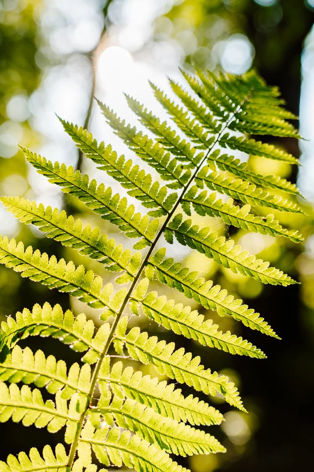 Vanessa Zach steht im Wald, ein Lichtstrahl fällt durch die Bäume